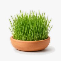 Pfotengl&uuml;ck Katzengras Anzuchtschale